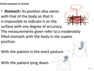 Surface projection of stomach
• Stomach: Its position also varies
with that of the body so that it
is impossible to indicate it on the
surface with any degree of accuracy.
The measurements given refer to a moderately
filled stomach with the body in the supine
position.
With the patient in the erect posture
With the patient lying down.
NA 5/12
 
