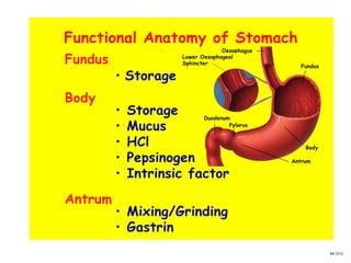 Oesophagus
Lower Oesophageal
Sphincter
Fundus
Body
Antrum
Duodenum
Pylorus
Functional Anatomy of Stomach
Fundus
Body
Antrum
• Storage
• Storage
• Mucus
• HCl
• Pepsinogen
• Intrinsic factor
• Mixing/Grinding
• Gastrin
NA 5/12
 
