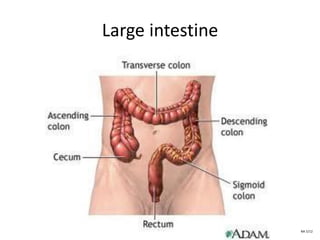 Large intestine
NA 5/12
 