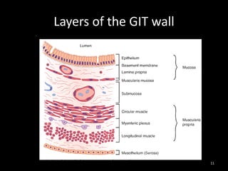 Layers of the GIT wall
11
 