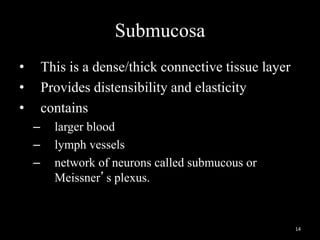 Submucosa
• This is a dense/thick connective tissue layer
• Provides distensibility and elasticity
• contains
– larger blood
– lymph vessels
– network of neurons called submucous or
Meissner’s plexus.
14
 