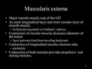 Muscularis externa
• Major smooth muscle coat of the GIT
• An outer longitudinal layer and inner circular layer of
smooth muscle.
– In between myenteric or Aurbach’s plexus.
• Contraction of circular muscles decreases diameter of
the lumen
– layer prevents food from traveling backward.
• Contraction of longitudinal muscles shortens tube
– peristalsis
• Contraction of both muscles provides propulsive and
mixing motions.
15
 