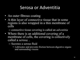 Serosa or Adventitia
• An outer fibrous coating
• A thin layer of connective tissue that in some
regions is also wrapped in a thin membrane of
cells
– connective tissue covering is called an adventitia
• Where there is an additional covering of a
membrane of cells, the covering is collectively
called a serosa. .
– Secretes a serous fluid
• Lubricates and prevents friction between digestive organs
and surrounding viscera
16
 