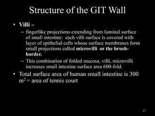 Structure of the GIT Wall
• Villi –
– fingerlike projections extending from luminal surface
of small intestine: each villi surface is covered with
layer of epithelial cells whose surface membranes form
small projections called microvilli or the brush-
border.
– This combination of folded mucosa, villi, microvilli
increases small intestine surface area 600-fold.
• Total surface area of human small intestine is 300
m2 = area of tennis court
17
 