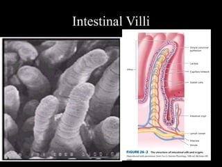 Intestinal Villi
18
 