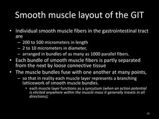 Smooth muscle layout of the GIT
• Individual smooth muscle fibers in the gastrointestinal tract
are
– 200 to 500 micrometers in length
– 2 to 10 micrometers in diameter,
– arranged in bundles of as many as 1000 parallel fibers.
• Each bundle of smooth muscle fibers is partly separated
from the next by loose connective tissue
• The muscle bundles fuse with one another at many points,
– so that in reality each muscle layer represents a branching
latticework of smooth muscle bundles.
• each muscle layer functions as a syncytium (when an action potential
is elicited anywhere within the muscle mass it generally travels in all
directions);
19
 