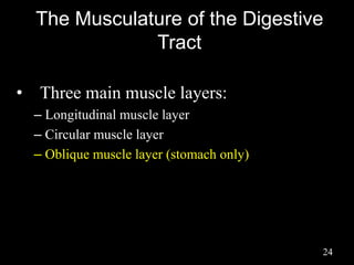 The Musculature of the Digestive
Tract
• Three main muscle layers:
– Longitudinal muscle layer
– Circular muscle layer
– Oblique muscle layer (stomach only)
24
 