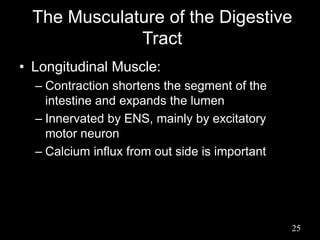 The Musculature of the Digestive
Tract
• Longitudinal Muscle:
– Contraction shortens the segment of the
intestine and expands the lumen
– Innervated by ENS, mainly by excitatory
motor neuron
– Calcium influx from out side is important
25
 