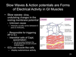 Slow Waves & Action potentials are Forms
of Electrical Activity in GI Muscles
• Slow waves- slow,
undulating changes in the
resting membrane potential
- Unknown cause
– intensity usually varies between 5
and 15 millivolts,
- Responsible for triggering
AP in G.I.
- Interstitial cells of Cajal,
ICCs (pacemaker)
• Lie at boundary between the
longitudinal and circular smooth
muscle layers
• ICCs are muscle-like cells
– display autonomous activity
29
 