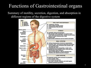 Functions of Gastrointestinal organs
Summary of motility, secretion, digestion, and absorption in
different regions of the digestive system
3
 