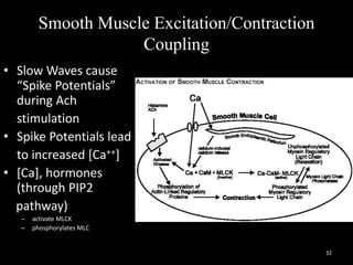 Smooth Muscle Excitation/Contraction
Coupling
• Slow Waves cause
“Spike Potentials”
during Ach
stimulation
• Spike Potentials lead
to increased [Ca++]
• [Ca], hormones
(through PIP2
pathway)
– activate MLCK
– phosphorylates MLC
32
 