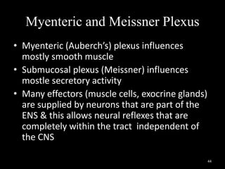 Myenteric and Meissner Plexus
• Myenteric (Auberch’s) plexus influences
mostly smooth muscle
• Submucosal plexus (Meissner) influences
mostle secretory activity
• Many effectors (muscle cells, exocrine glands)
are supplied by neurons that are part of the
ENS & this allows neural reflexes that are
completely within the tract independent of
the CNS
44
 