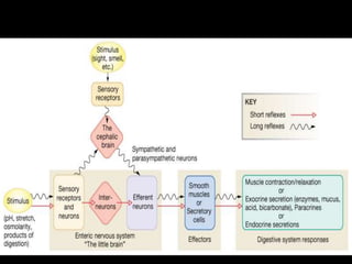 CNS & Enteric Nervous System (ENS)
48
 