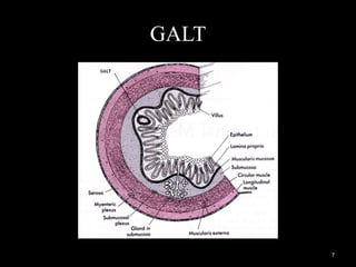 GALT
7
 