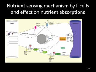 Nutrient sensing mechanism by L cells
and effect on nutrient absorptions
105
 