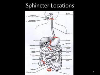 9
Sphincter Locations
 