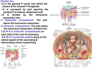 Greater sac:
It is the general P cavity into which the
viscera & its visceral P invaginate.
It is accessed by just opening the
parietal P of anterior abdominal wall
It is divided by the transverse
mesocolon into :
1) Supracolic compartment: The part
above the transverse mesocolon
2) Infracolic compartment: The part below
the transverse mesocolon; divided into:
1,2- Rt & Lt infracolic compartments on
each side of the root of mesentery
3,4- Rt & Lt paracolic gutters lying on the
lateral aspect of the ascending &
descending colons respectively
 