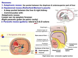 Recesses:
1- Subphrenic recess: the pocket between the diaphram & anterosuperior part of liver
2- Hepatorenal recess (Rutherford-Morison’s pouch):
- A deep pocket between the liver & right kidney
- Comminucates with:
•Subphrenic recess
•Lesser sac via epoploic foramen
•Right paracolic gutter (to pelvic cavity)
3- Paracolic recess (gutters): lateral to A & D colons
 