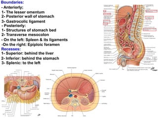 Boundaries:
- Anteriorly;
1- The lesser omentum
2- Posterior wall of stomach
3- Gastrocolic ligament
- Posteriorly:
1- Structures of stomach bed
2- Transverse mesocolon
- On the left: Spleen & its ligaments
-On the right: Epiploic foramen
Recesses:
1- Superior: behind the liver
2- Inferior: behind the stomach
3- Splenic: to the left
 