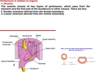 Peritoneum in relation to organs:
1- Omenta:
The omenta consist of two layers of peritoneum, which pass from the
stomach and the first part of the duodenum to other viscera. There are two:
1- Greater omentum derived from the dorsal mesentery;
2- Lesser omentum derived from the ventral mesentery.
 