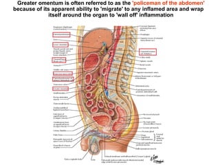 Greater omentum is often referred to as the 'policeman of the abdomen'
because of its apparent ability to 'migrate' to any inflamed area and wrap
itself around the organ to 'wall off' inflammation
 