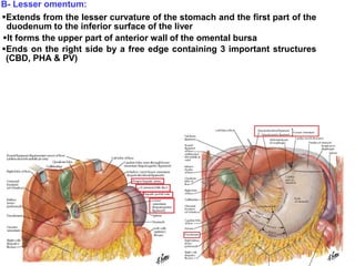 B- Lesser omentum:
Extends from the lesser curvature of the stomach and the first part of the
duodenum to the inferior surface of the liver
It forms the upper part of anterior wall of the omental bursa
Ends on the right side by a free edge containing 3 important structures
(CBD, PHA & PV)
 