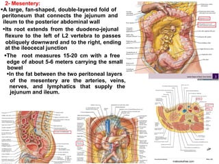 2- Mesentery:
A large, fan-shaped, double-layered fold of
peritoneum that connects the jejunum and
ileum to the posterior abdominal wall
Its root extends from the duodeno-jejunal
flexure to the left of L2 vertebra to passes
obliquely downward and to the right, ending
at the ileocecal junction
The root measures 15-20 cm with a free
edge of about 5-6 meters carrying the small
bowel
In the fat between the two peritoneal layers
of the mesentery are the arteries, veins,
nerves, and lymphatics that supply the
jejunum and ileum.
 