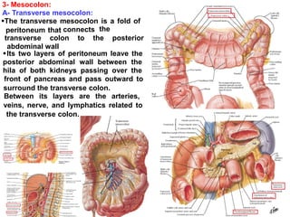 3- Mesocolon:
A- Transverse mesocolon:
The transverse mesocolon is a fold of
peritoneum that connects the
transverse colon to the posterior
abdominal wall
Its two layers of peritoneum leave the
posterior abdominal wall between the
hila of both kidneys passing over the
front of pancreas and pass outward to
surround the transverse colon.

Between its layers are the arteries,
veins, nerve, and lymphatics related to
the transverse colon.
 