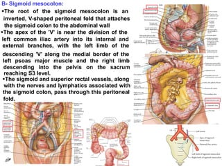 B- Sigmoid mesocolon:
The root of the sigmoid mesocolon is an
inverted, V-shaped peritoneal fold that attaches
the sigmoid colon to the abdominal wall
The apex of the 'V' is near the division of the
left common iliac artery into its internal and
external branches, with the left limb of the
descending 'V' along the medial border of the
left psoas major muscle and the right limb
descending into the pelvis on the sacrum
reaching S3 level.
The sigmoid and superior rectal vessels, along
with the nerves and lymphatics associated with
the sigmoid colon, pass through this peritoneal
fold.
 