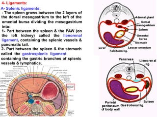 4- Ligaments:
A- Splenic ligaments:
- The spleen grows between the 2 layers of
the dorsal mesogastrium to the left of the
omental bursa dividing the mesogastrium
into:
1- Part between the spleen & the PAW (on
the left kidney) called the lienorenal
ligament, containing the splenic vessels &
pancreatic tail.
2- Part between the spleen & the stomach
called the gastrosplenic ligament
containing the gastric branches of splenic
vessels & lymphatics.
 
