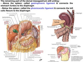The remaining part of the dorsal mesogastrium still uniting :
- Above the spleen; called gastrophrenic ligament & connects the
stomach fundus to the diaphragm
- Below the spleen; called the phrenicocolic ligament & connects the left
colic flexure to the diaphragm
 