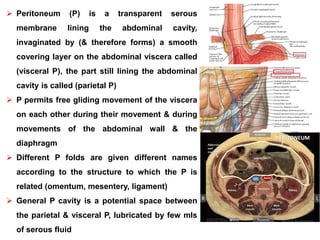  Peritoneum (P) is a transparent serous
membrane lining the abdominal cavity,
invaginated by (& therefore forms) a smooth
covering layer on the abdominal viscera called
(visceral P), the part still lining the abdominal
cavity is called (parietal P)
 P permits free gliding movement of the viscera
on each other during their movement & during
movements of the abdominal wall & the
diaphragm
 Different P folds are given different names
according to the structure to which the P is
related (omentum, mesentery, ligament)
 General P cavity is a potential space between
the parietal & visceral P, lubricated by few mls
of serous fluid
 