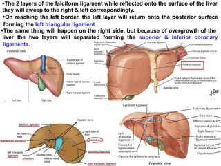 The 2 layers of the falciform ligament while reflected onto the surface of the liver
they will sweep to the right & left correspondingly.
On reaching the left border, the left layer will return onto the posterior surface
forming the left triangular ligament
The same thing will happen on the right side, but because of overgrowth of the
liver the two layers will separated forming the superior & inferior coronary
ligaments.
 