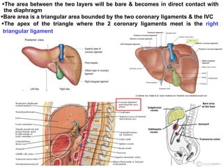 The area between the two layers will be bare & becomes in direct contact with
the diaphragm
Bare area is a triangular area bounded by the two coronary ligaments & the IVC
The apex of the triangle where the 2 coronary ligaments meet is the right
triangular ligament
 
