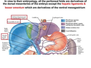 In view to their embryology, all the peritoneal folds are derivatives of
the dorsal mesenteries of the embryo except the hepatic ligaments &
lesser omentum which are derivatives of the ventral mesogastrium
 