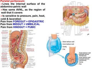 Parietal peritoneum:
Lines the internal surface of the
abdomino-pelvic wall
Has same AVNL, as the region of
wall that it covers
Is sensitive to pressure, pain, heat,
cold & laceration
Pain from FOREGUT = EPIGASTRIC
Pain from MIDGUT = UMBILICAL
Pain from HINDGUT = PUBIC
 