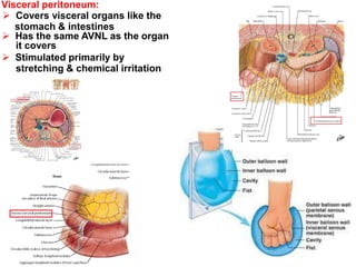 Visceral peritoneum:
 Covers visceral organs like the
stomach & intestines
 Has the same AVNL as the organ
it covers
 Stimulated primarily by
stretching & chemical irritation
 