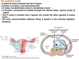 The peritoneal cavity:
A potenial space between the two P layers
Contain no organs, just lubricating fluid
In males, the peritoneal cavity is completely closed
In females, connected to outside through the uterine tubes, uterine cavity, &
vagina
The P cavity is divided into 2 spaces one inside the other (greater & lesser
sacs)
The only communication between these 2 spaces is the omental (epiploic
foramen)
 