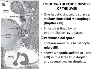 HISTOLOGY GIT- 3 dk | PPTX