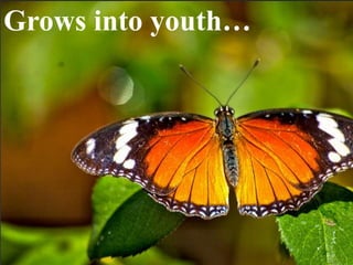 Page 30
Grows into youth…
 