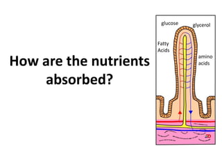 How are the nutrients
absorbed?
glucose
amino
acids
Fatty
Acids
glycerol
 