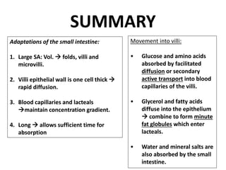 17
SUMMARY
Adaptations of the small intestine:
1. Large SA: Vol.  folds, villi and
microvilli.
2. Villi epithelial wall is one cell thick 
rapid diffusion.
3. Blood capillaries and lacteals
maintain concentration gradient.
4. Long  allows sufficient time for
absorption
Movement into villi:
• Glucose and amino acids
absorbed by facilitated
diffusion or secondary
active transport into blood
capillaries of the villi.
• Glycerol and fatty acids
diffuse into the epithelium
 combine to form minute
fat globules which enter
lacteals.
• Water and mineral salts are
also absorbed by the small
intestine.
 