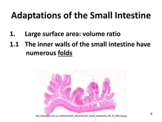 5
Adaptations of the Small Intestine
1. Large surface area: volume ratio
1.1 The inner walls of the small intestine have
numerous folds
http://www.path.cam.ac.uk/Normal/AR_Alimentary/SI_Small_intestine/N_AR_SI_08small.jpg
 