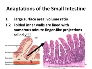 6
Adaptations of the Small Intestine
1. Large surface area: volume ratio
1.2 Folded inner walls are lined with
numerous minute finger-like projections
called villi
http://www.technion.ac.il/~mdcourse/274203/slides/Digestive%20tract/17-
Intestinal%20villi%20Jejunum-A.jpg
 