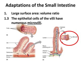 7
1. Large surface area: volume ratio
1.3 The epithelial cells of the villi have
numerous microvilli.
Adaptations of the Small Intestine
 