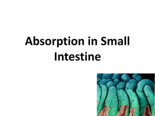 Absorption in Small
Intestine
 