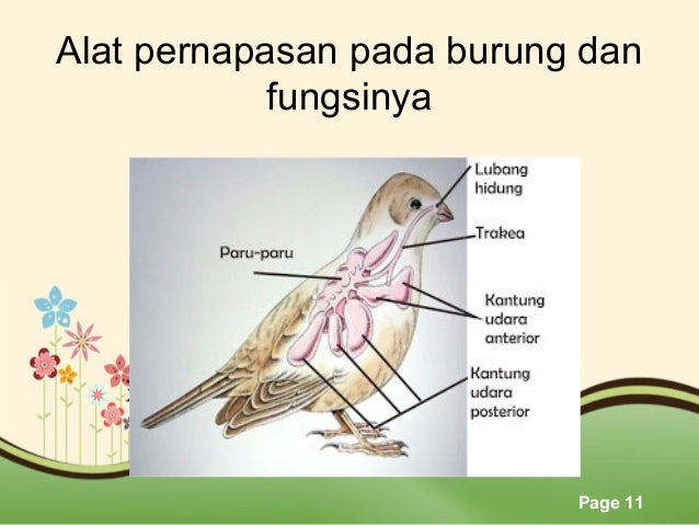 Mekanisme Pernapasan Burung