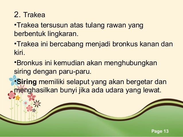 12 Pernapasan Burung