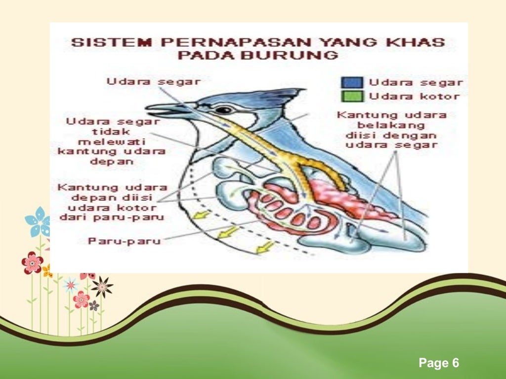 MEKANISME PERNAPASAN BURUNG