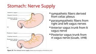 Gastrointestinal tract anatomy overviews | PPTX
